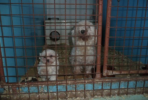 Zdroj: https://commons.wikimedia.org/wiki/File%3AMNOZIRNA.JPG